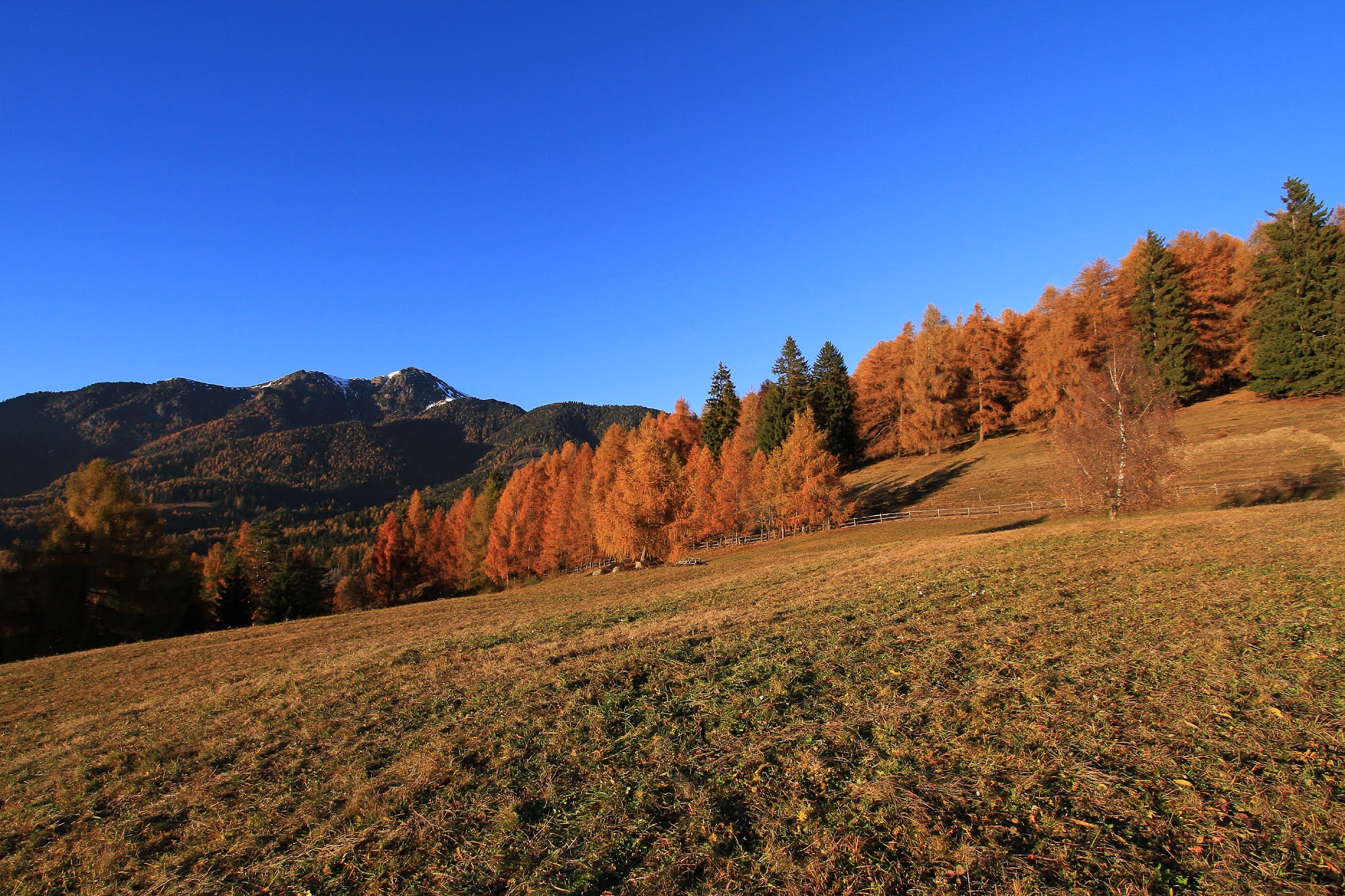 Larici al tramonto