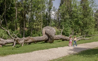 Passeggiata Arte Sella, area Malga Costa